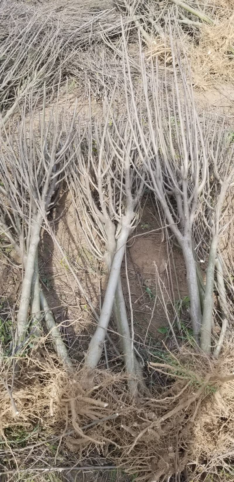 木槿，4_8公分木槿