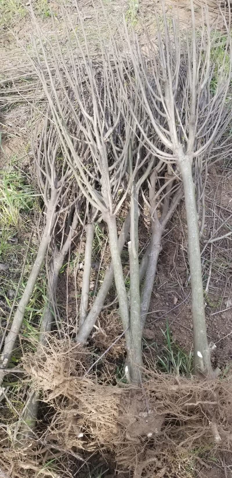 木槿，4_8公分木槿