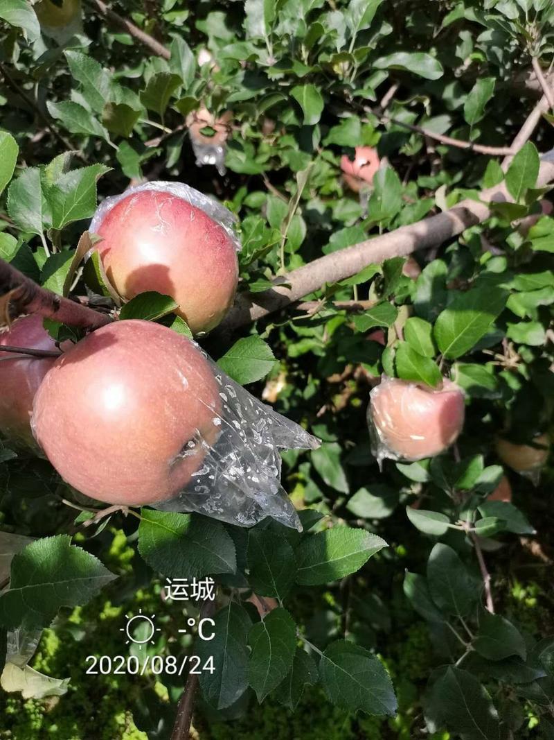 【畅销榜】山西临猗早熟红富士苹果，现摘现发，新鲜脆甜