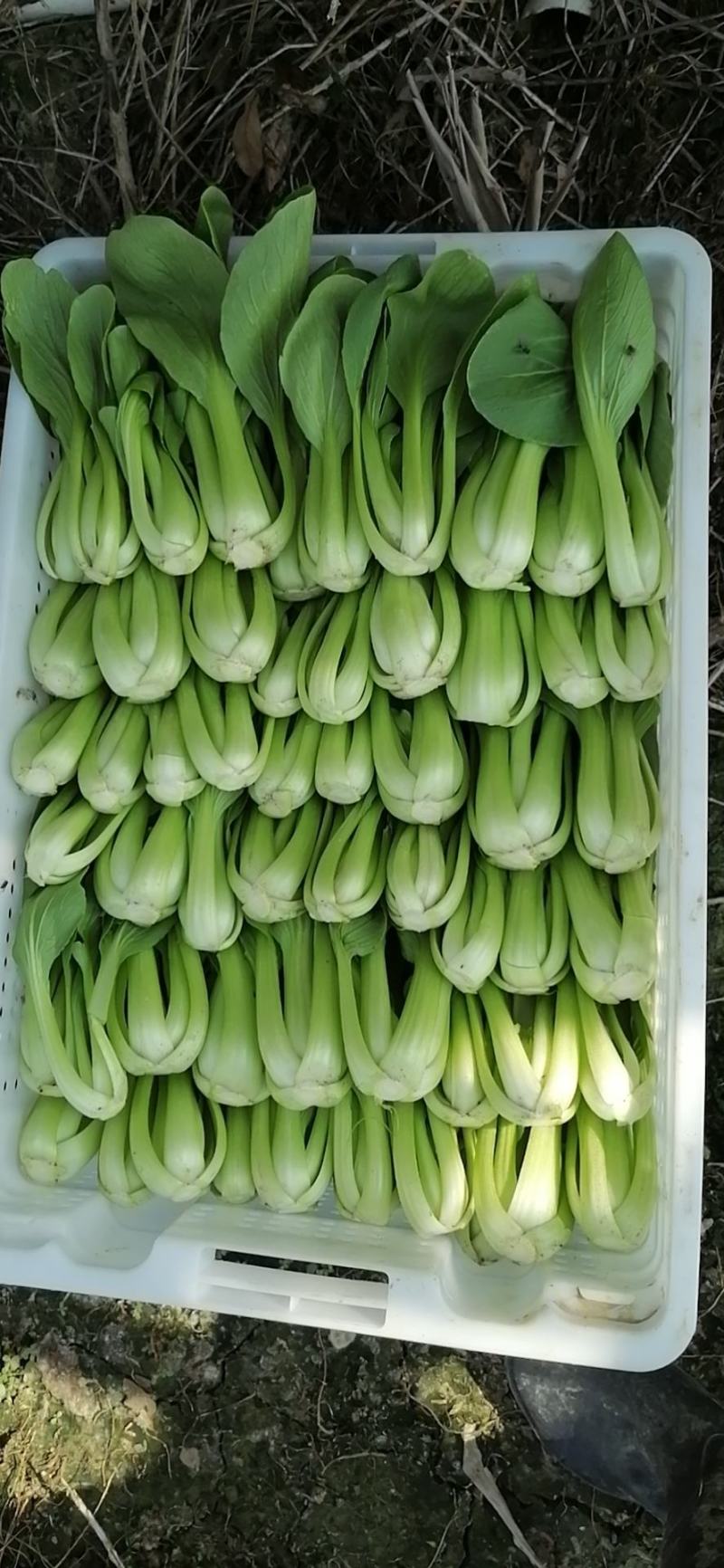 小上海青青仔16~18cm，精品小油菜值的拥有