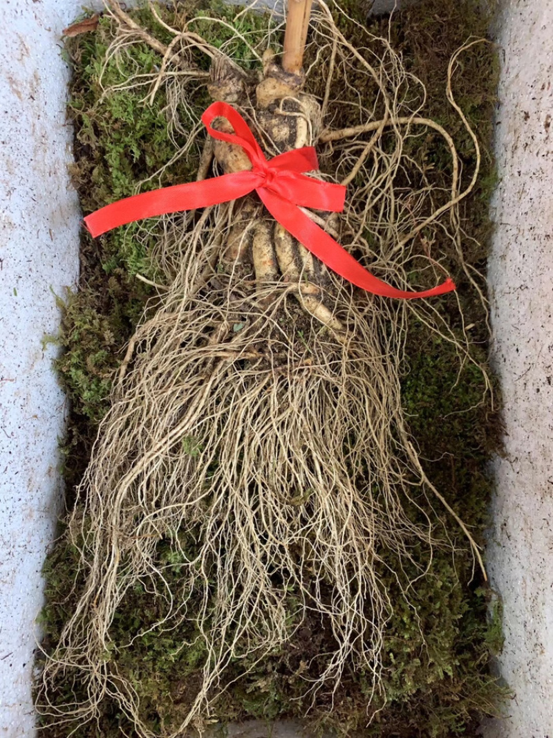 长白山带土鲜人参二两半～四两可配礼盒🎁