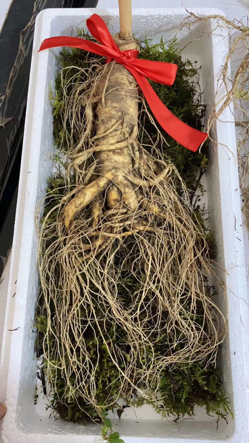 长白山带土鲜人参二两半～四两可配礼盒🎁