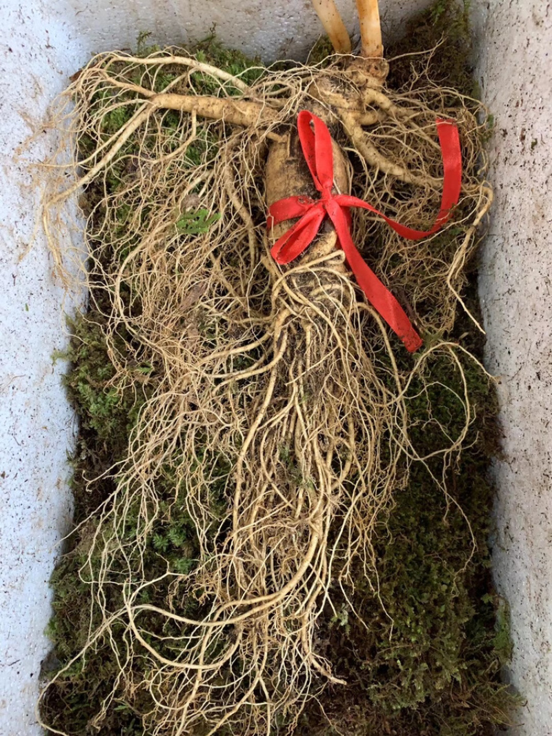长白山带土鲜人参二两半～四两可配礼盒🎁