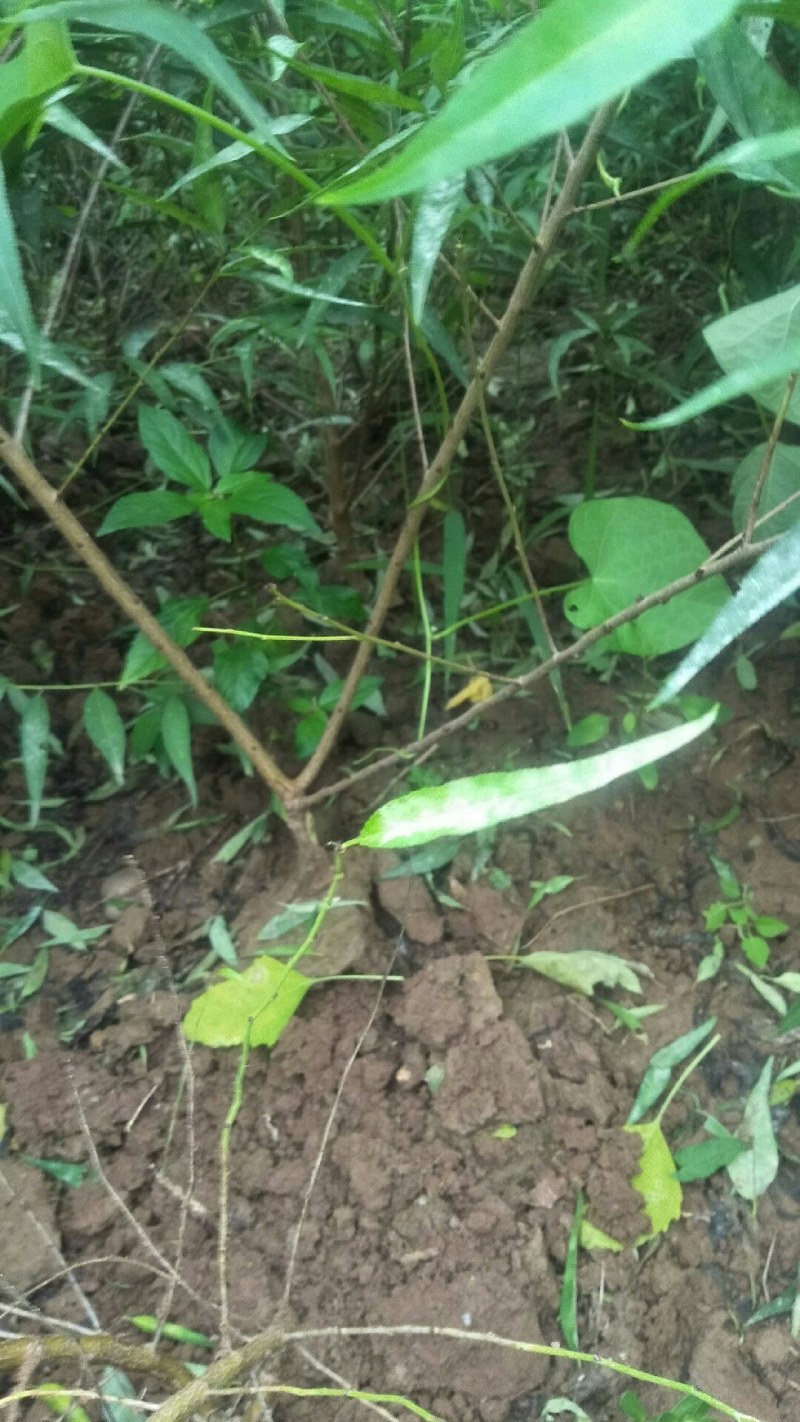 山桃实生苗，自己种的无中间商，保证质量，欢迎客户联系