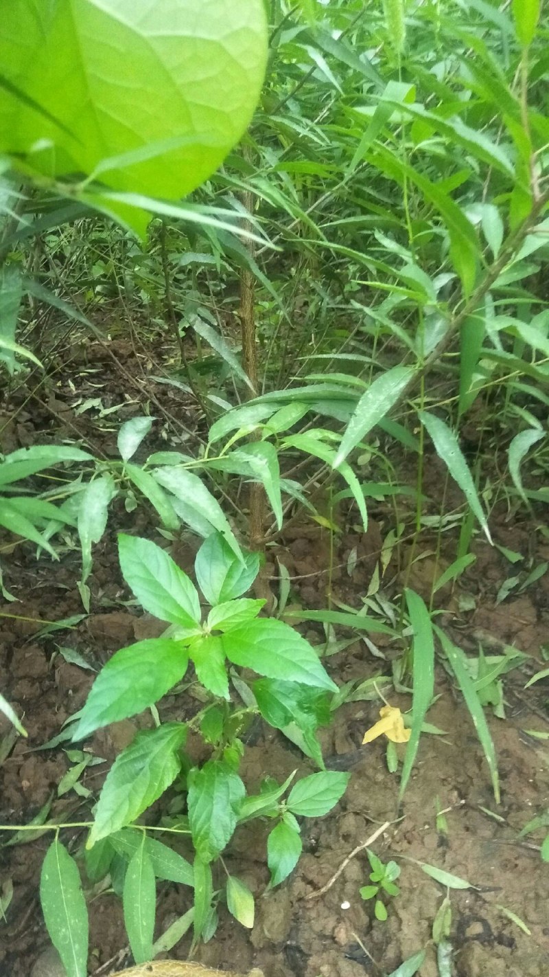 山桃实生苗，自己种的无中间商，保证质量，欢迎客户联系