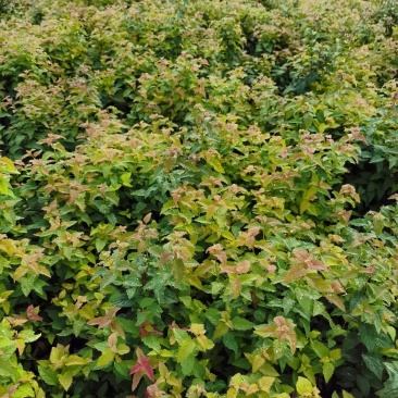基地直供优质绣线菊，金焰绣线菊规格齐全，现货充足，价格优