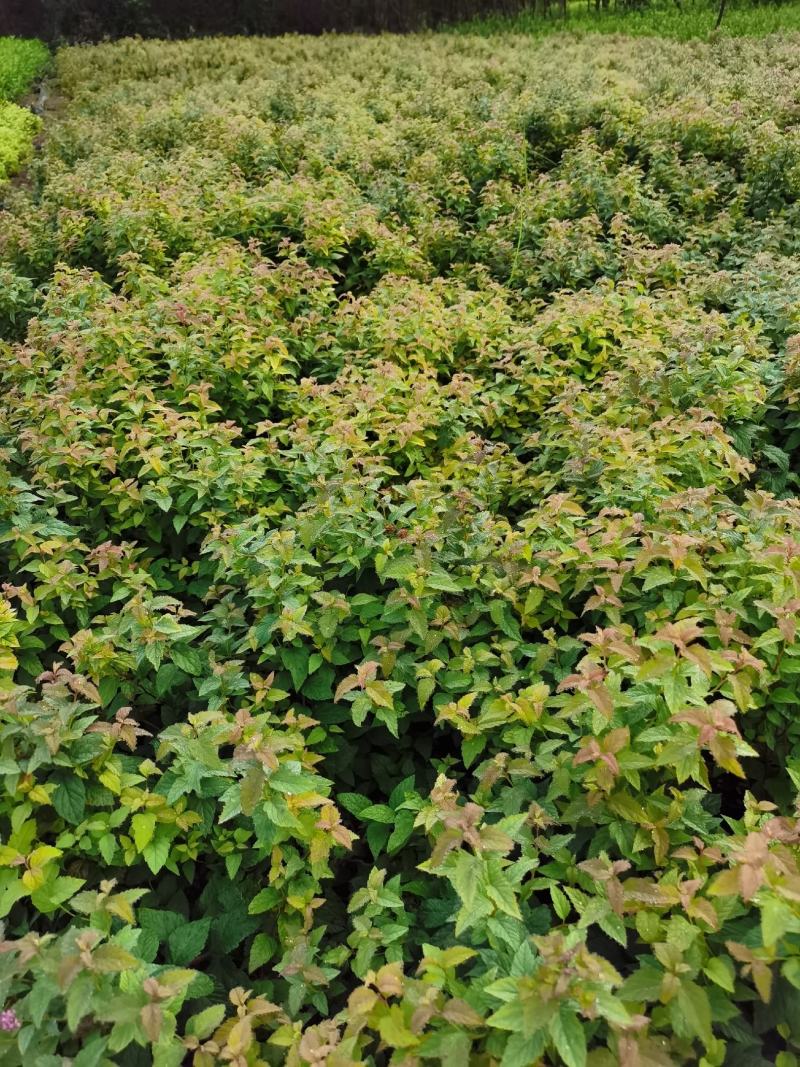 基地直供优质绣线菊，金焰绣线菊规格齐全，现货充足，价格优