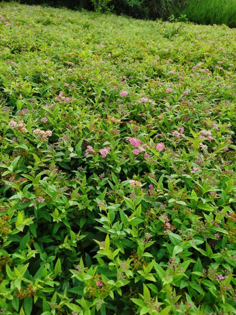 基地直供优质绣线菊，金焰绣线菊规格齐全，现货充足，价格优