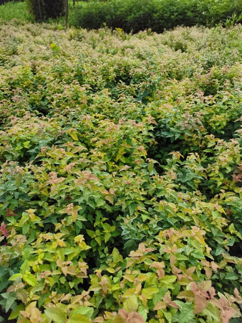 基地直供优质绣线菊，金焰绣线菊规格齐全，现货充足，价格优