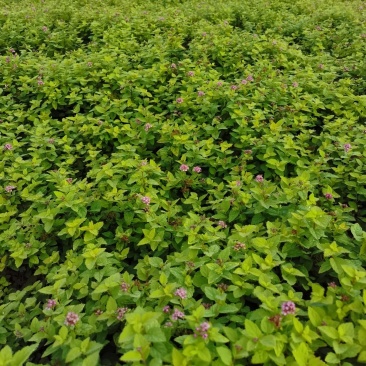 产地直供金山绣线菊，绣线菊冠幅50-80公分，货源充足