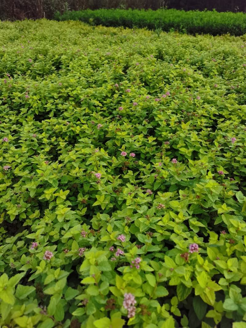 产地直供金山绣线菊，绣线菊冠幅50-80公分，货源充足