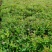 产地直供金山绣线菊，绣线菊冠幅50-80公分，货源充足