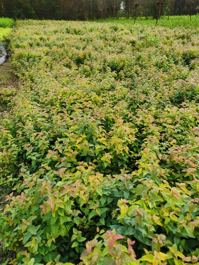 产地直供金山绣线菊，绣线菊冠幅50-80公分，货源充足