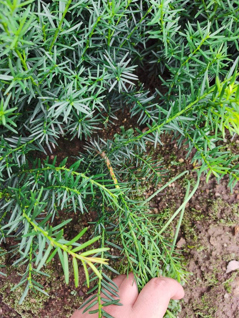 出售东北红豆杉，各种规格