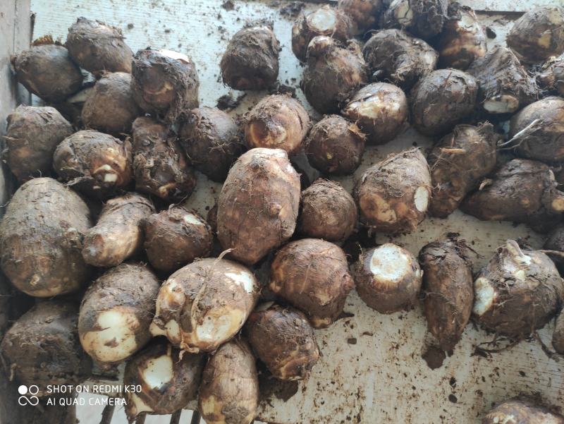 2025年芋头新鲜芋头加工各种规格