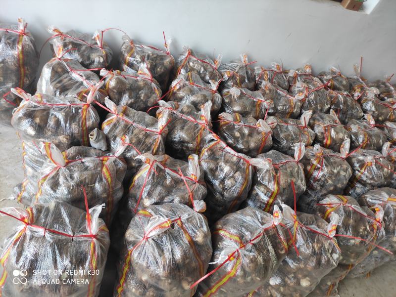 2025年芋头新鲜芋头加工各种规格