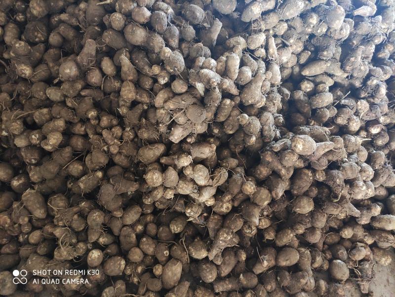 2025年芋头新鲜芋头加工各种规格