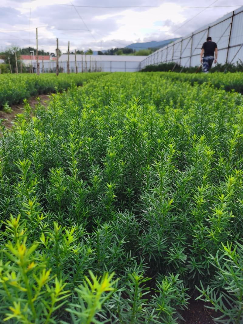 出售东北红豆杉，各种规格