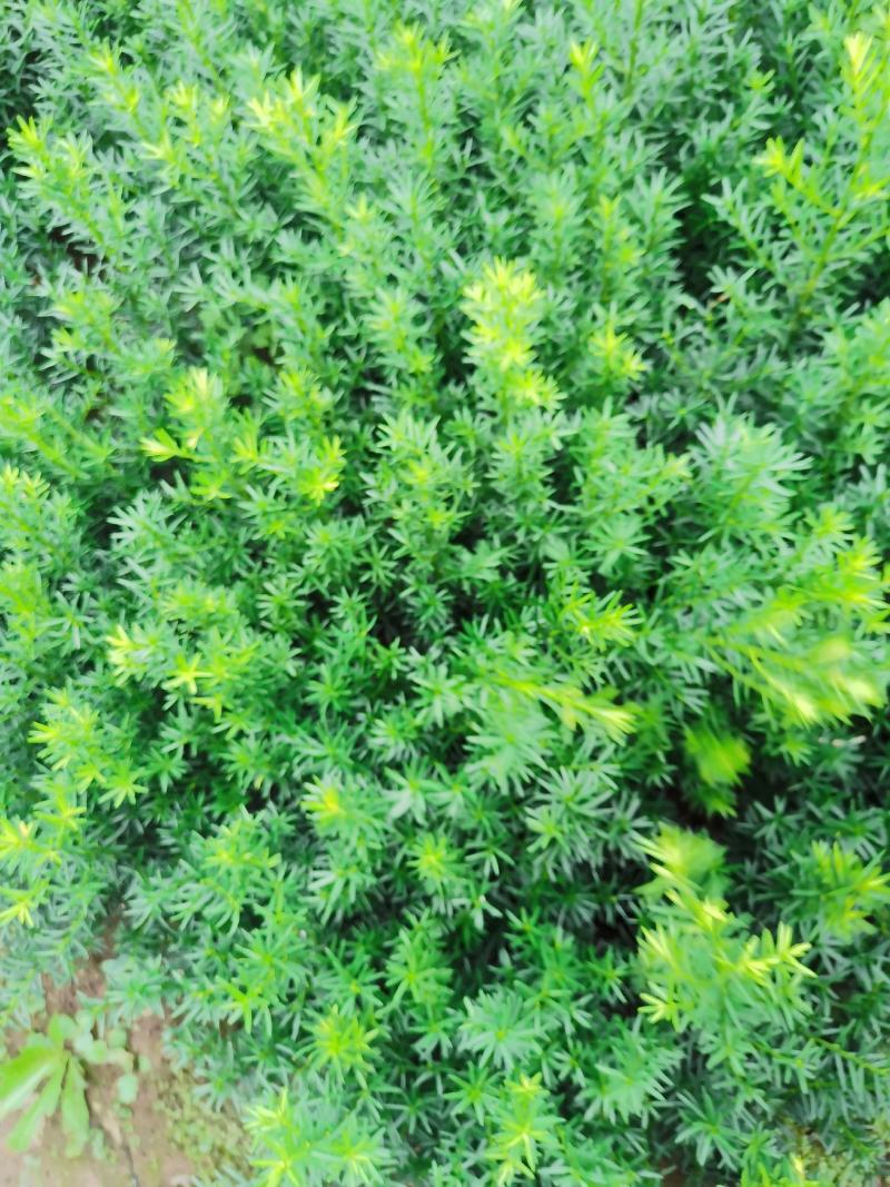 出售东北红豆杉，各种规格