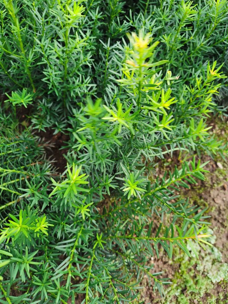 出售东北红豆杉，各种规格