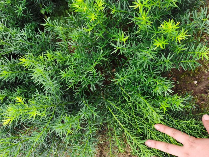 出售东北红豆杉，各种规格