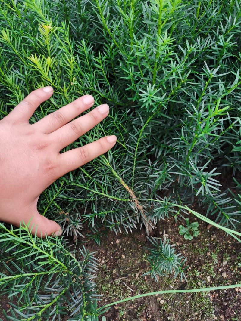 出售东北红豆杉，各种规格