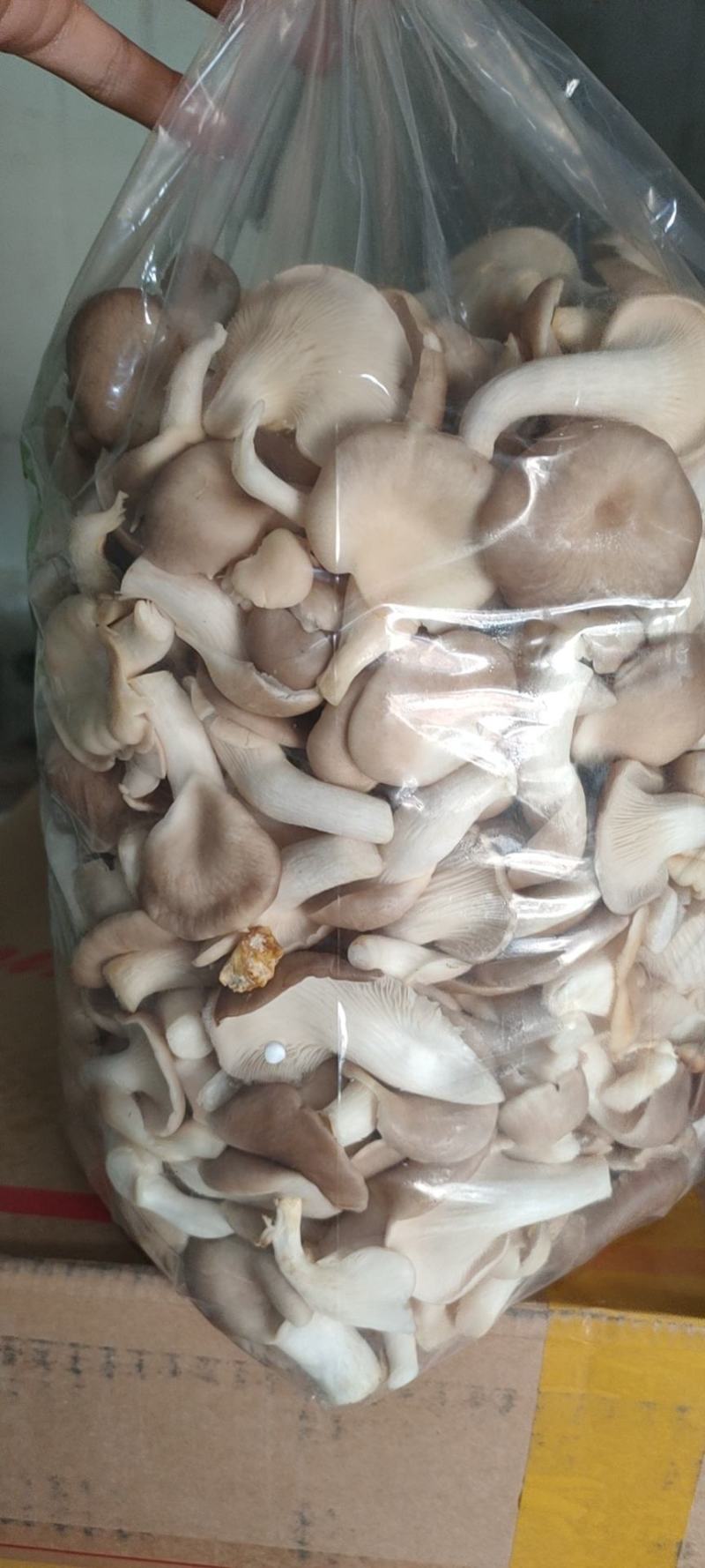 秀珍菇济南专供食堂餐厅酒店超市特色食材