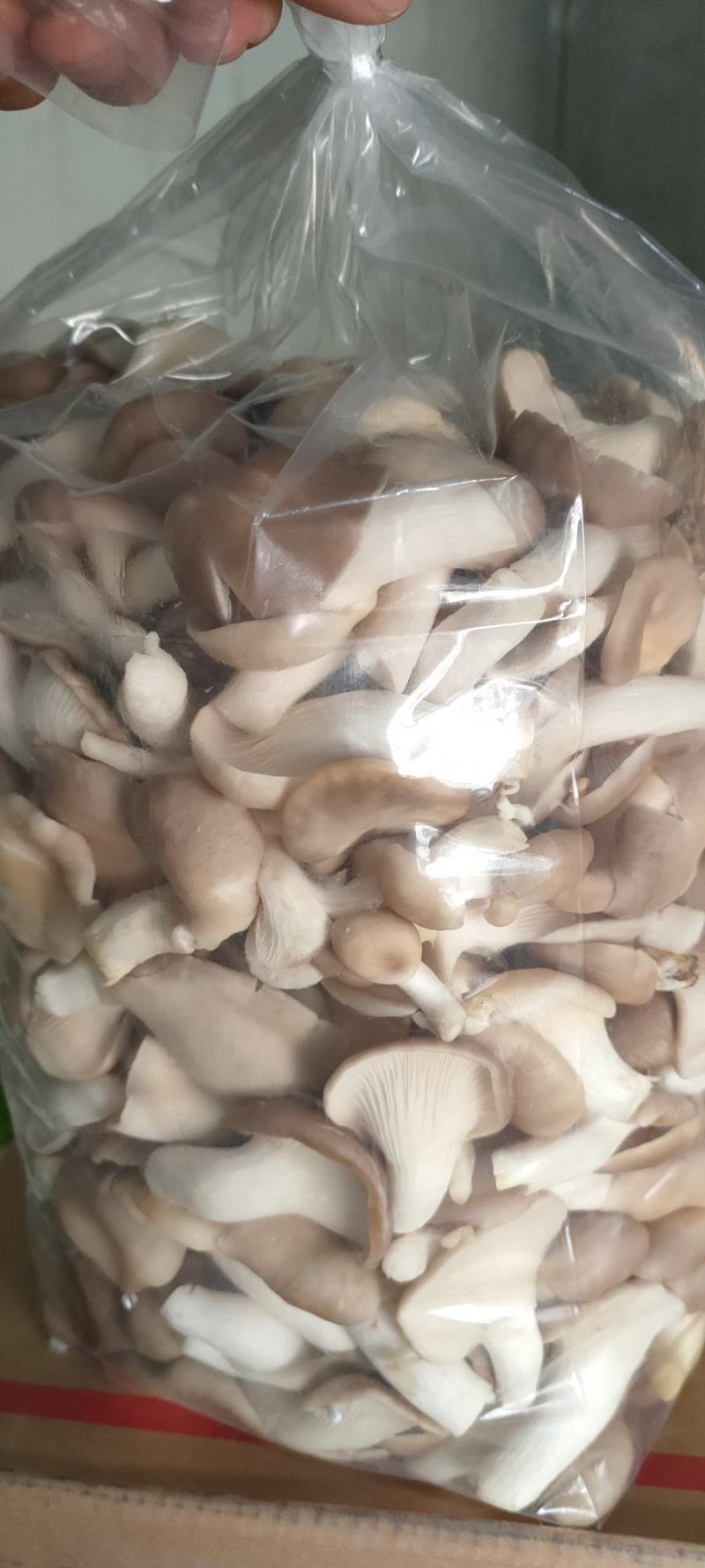 秀珍菇济南专供食堂餐厅酒店超市特色食材