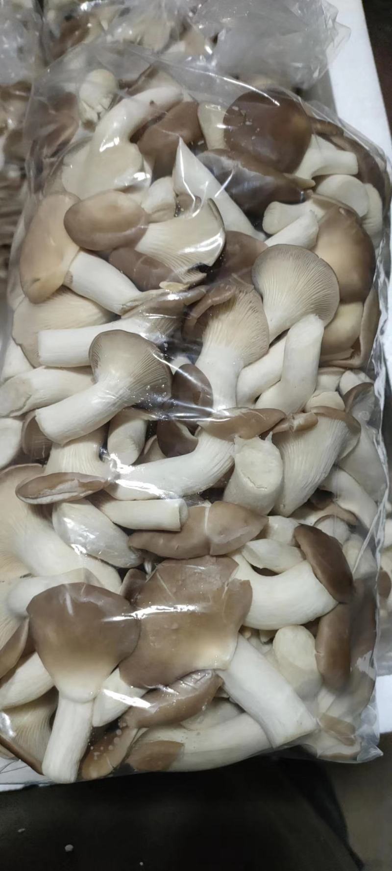 秀珍菇济南专供食堂餐厅酒店超市特色食材