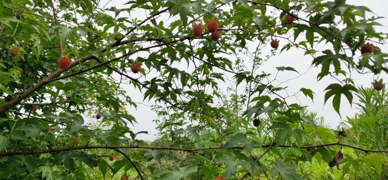掌叶覆盆子苗七叶五叶树莓苗易成活易管理现挖现卖