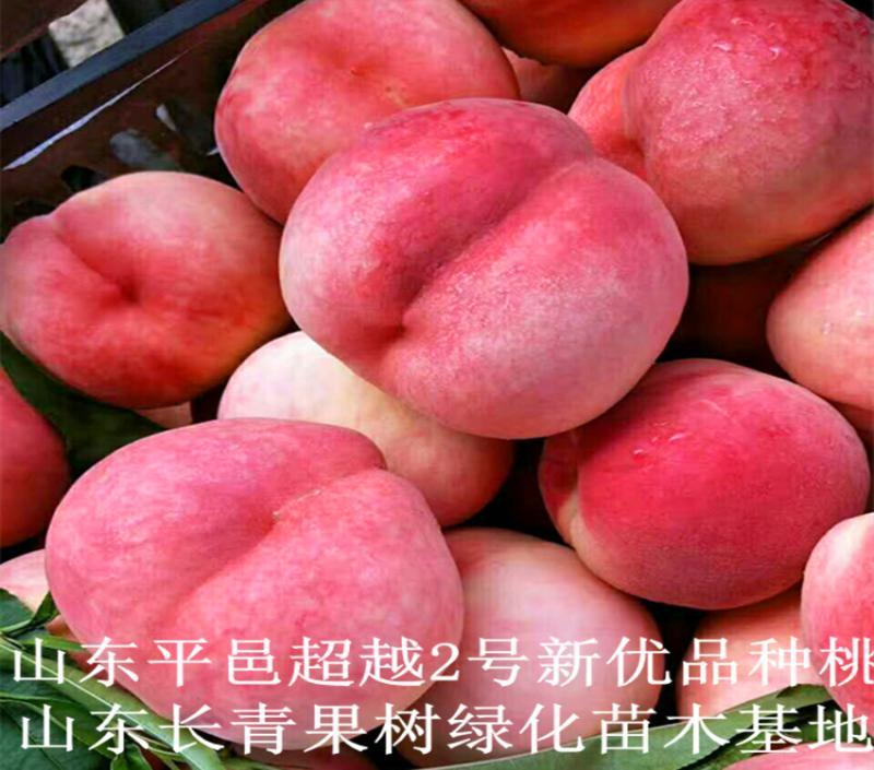 桃树苗新品种5月早熟突围桃蟠桃黄桃晚熟高产桃苗签约包邮