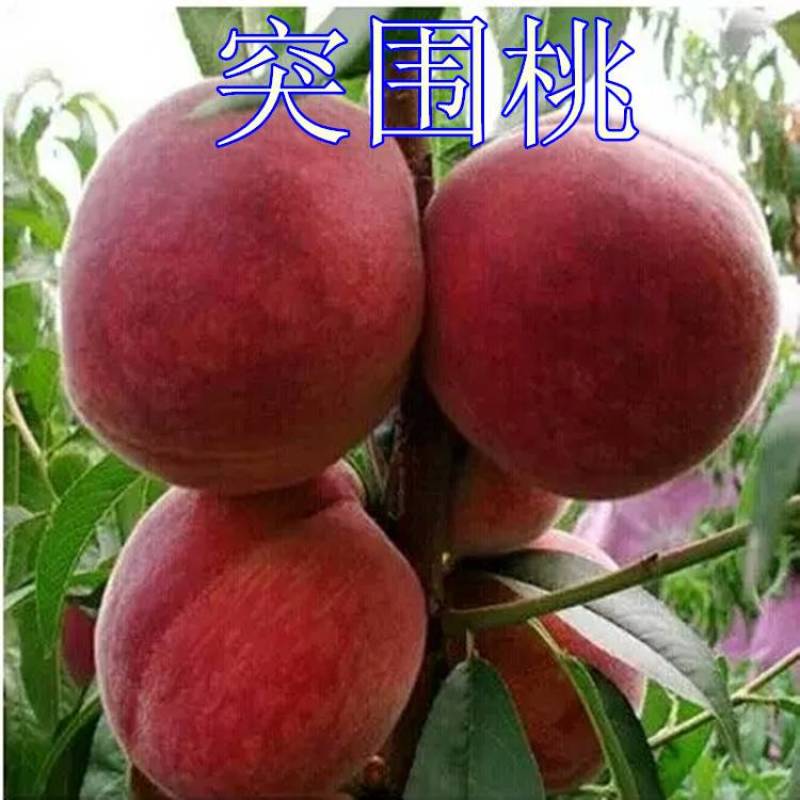 桃树苗新品种5月早熟突围桃蟠桃黄桃晚熟高产桃苗签约包邮