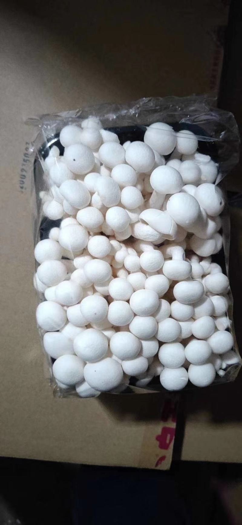 白玉菇各种包装各种规格山东地区诚招代理
