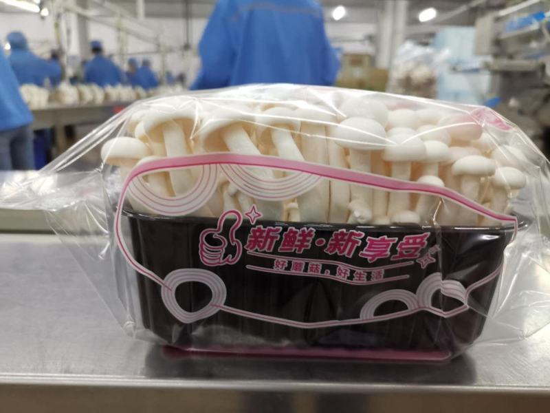 白玉菇各种包装各种规格山东地区诚招代理