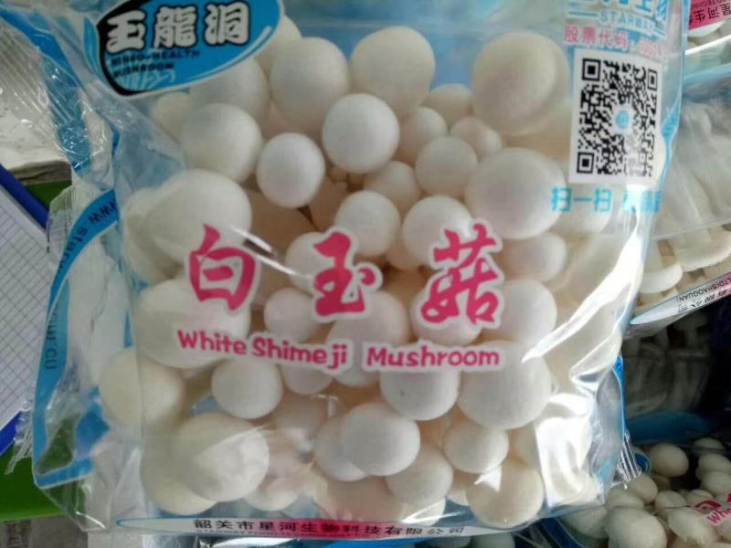 白玉菇各种包装各种规格山东地区诚招代理