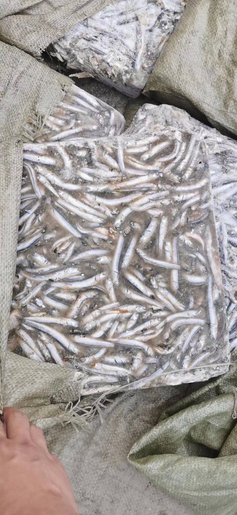 海捕捞鳀鱼，饲料鱼，长期供应，螃蟹小龙虾黑鱼饲料。