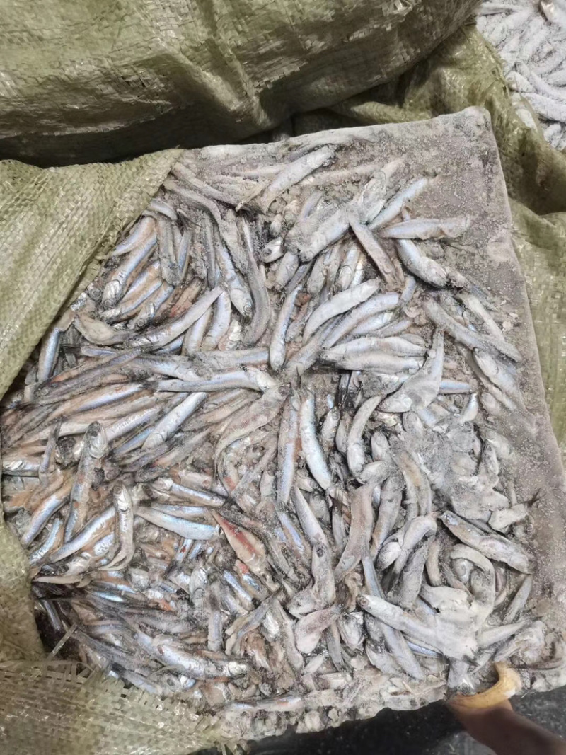 海捕捞鳀鱼，饲料鱼，长期供应，螃蟹小龙虾黑鱼饲料。