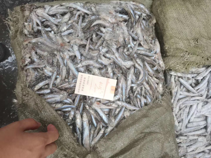 海捕捞鳀鱼，饲料鱼，长期供应，螃蟹小龙虾黑鱼饲料。