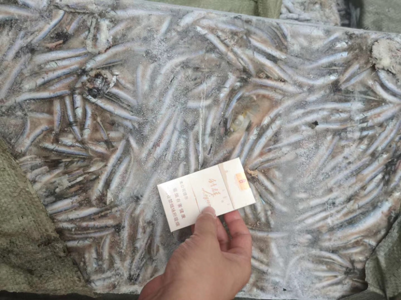 海捕捞鳀鱼，饲料鱼，长期供应，螃蟹小龙虾黑鱼饲料。