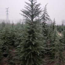 2米雪松◑包技术指导☞基地直销♡量大从优☜成活率高