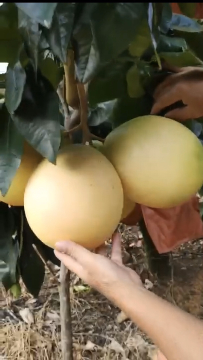 梅州大埔蜜柚，蜜柚种植基地批发，基地直发