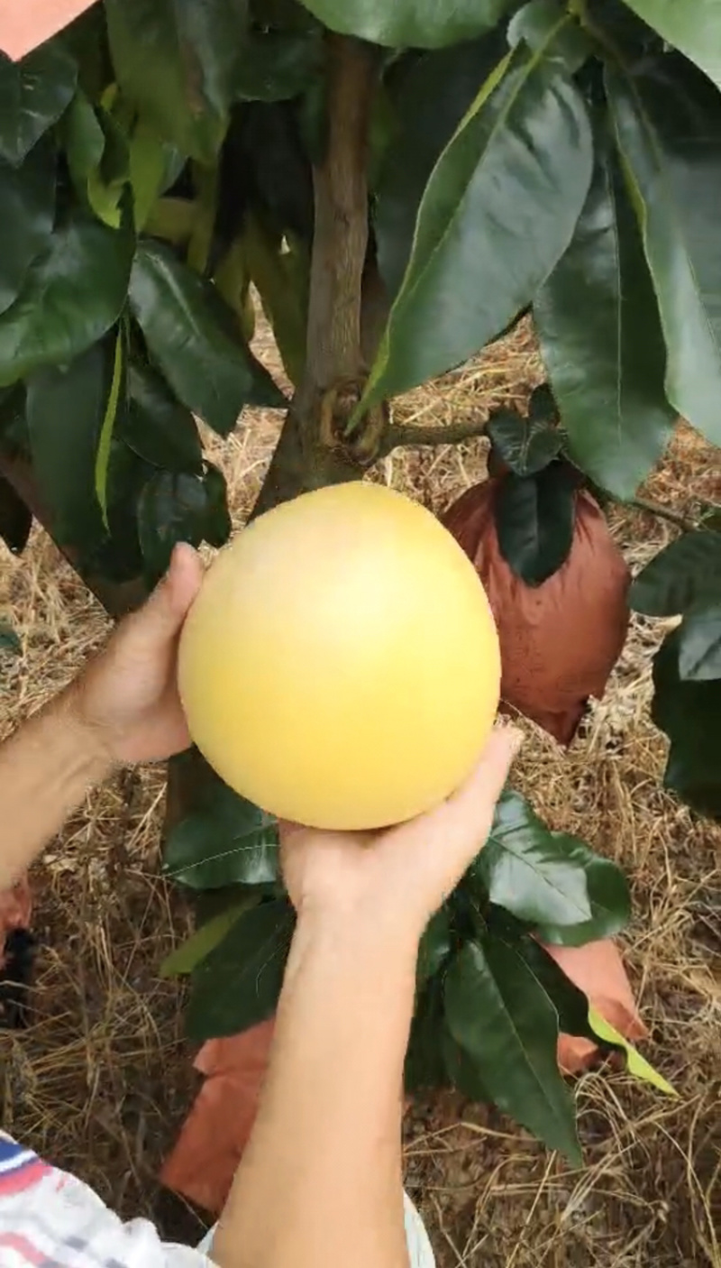 梅州大埔蜜柚，蜜柚种植基地批发，基地直发