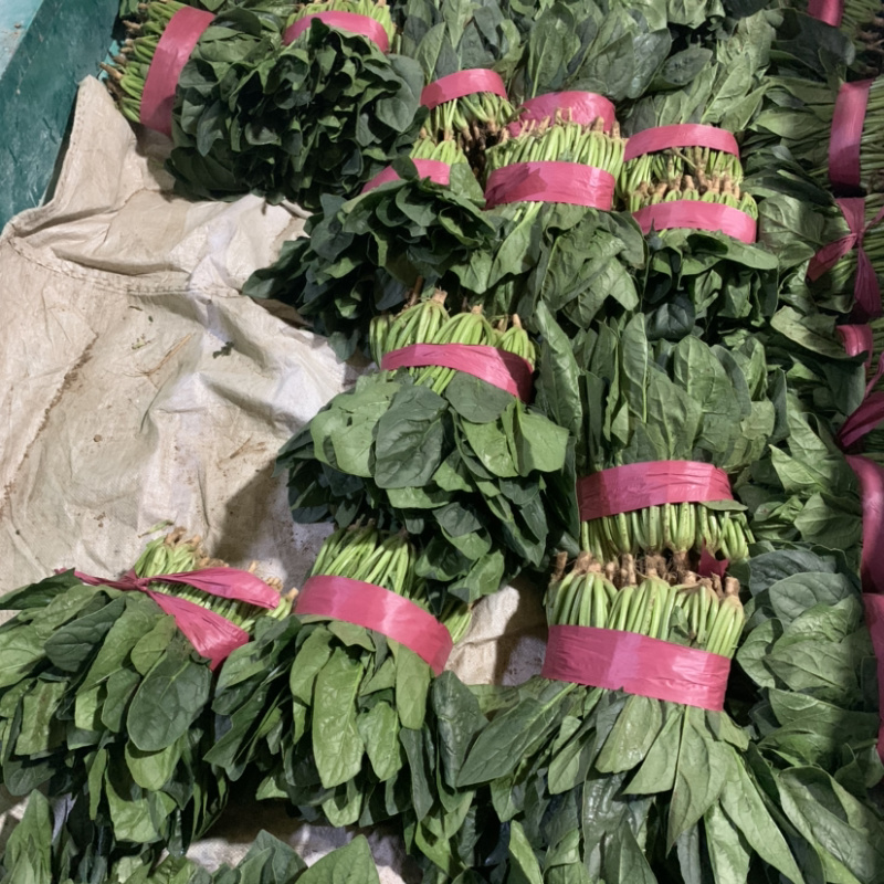 【超市专供】精品菠菜质量有保障打冷进库