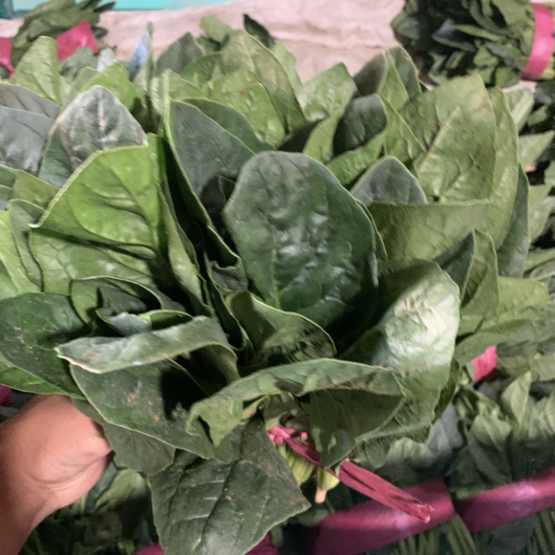 【超市专供】精品菠菜质量有保障打冷进库