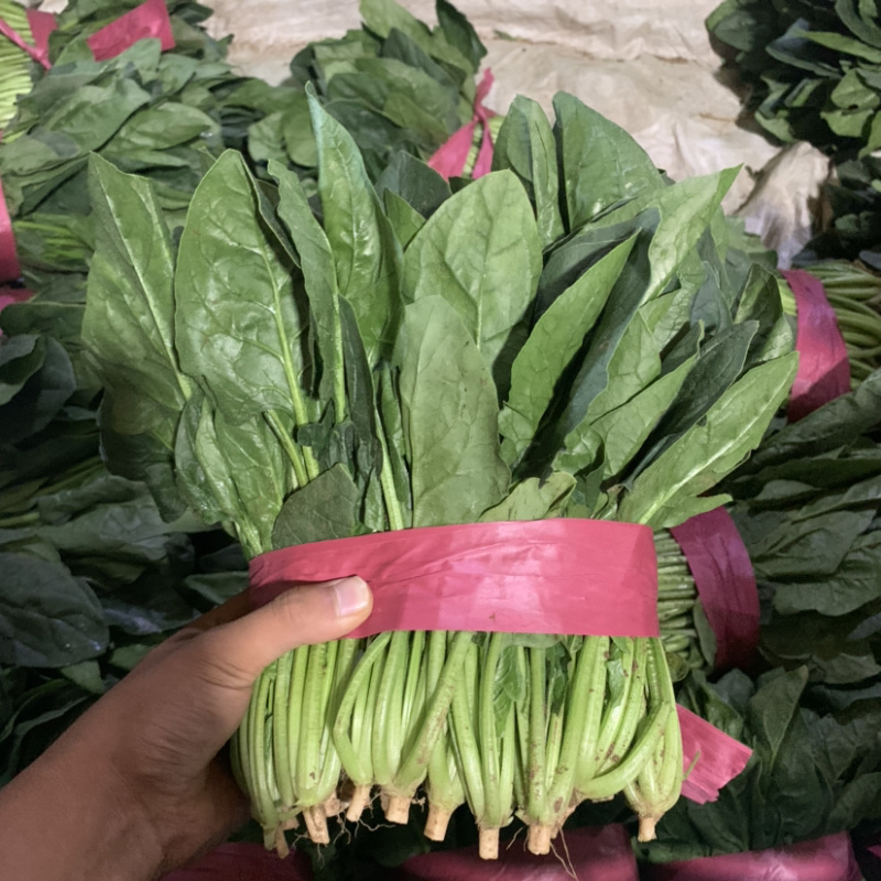 【超市专供】精品菠菜质量有保障打冷进库
