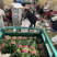 【超市专供】精品菠菜质量有保障打冷进库