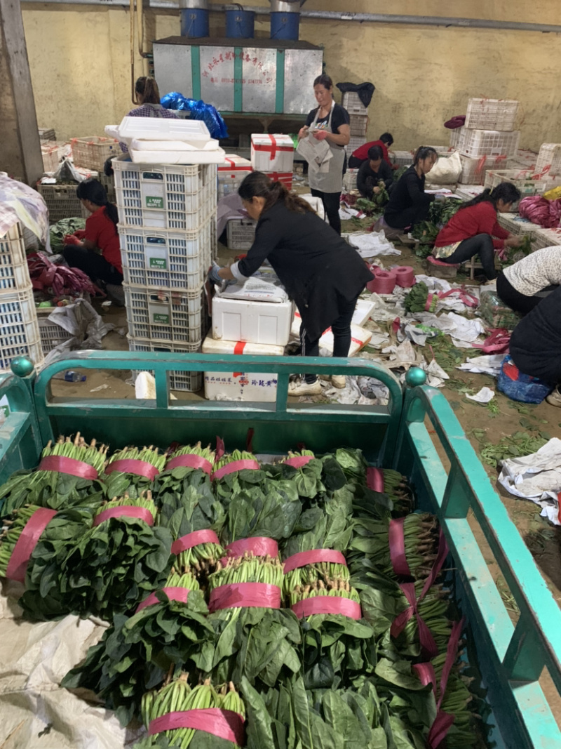 【超市专供】精品菠菜质量有保障打冷进库