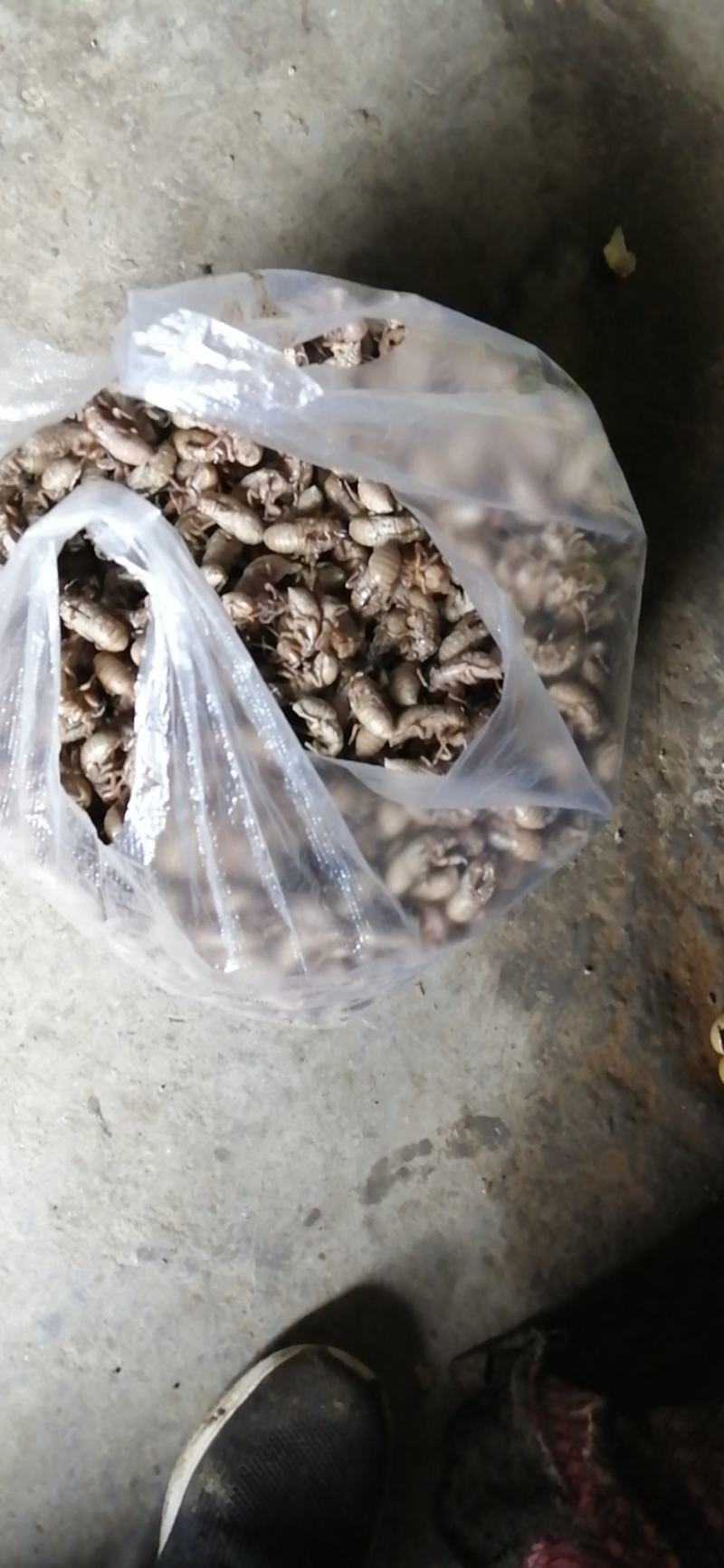 蝉蜕蝉蜕大量上市看上的联系