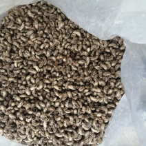 蝉蜕蝉蜕大量上市看上的联系