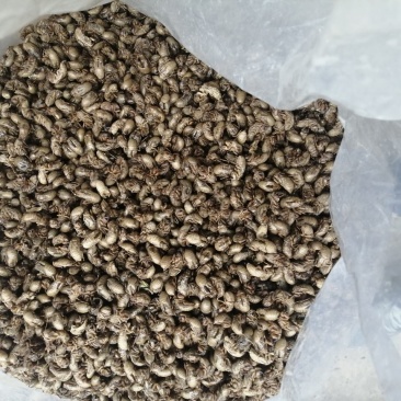 蝉蜕蝉蜕大量上市看上的联系